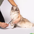 Kép 5/5 - Beurer PP 110 akkumulátoros állatszőrnyíró